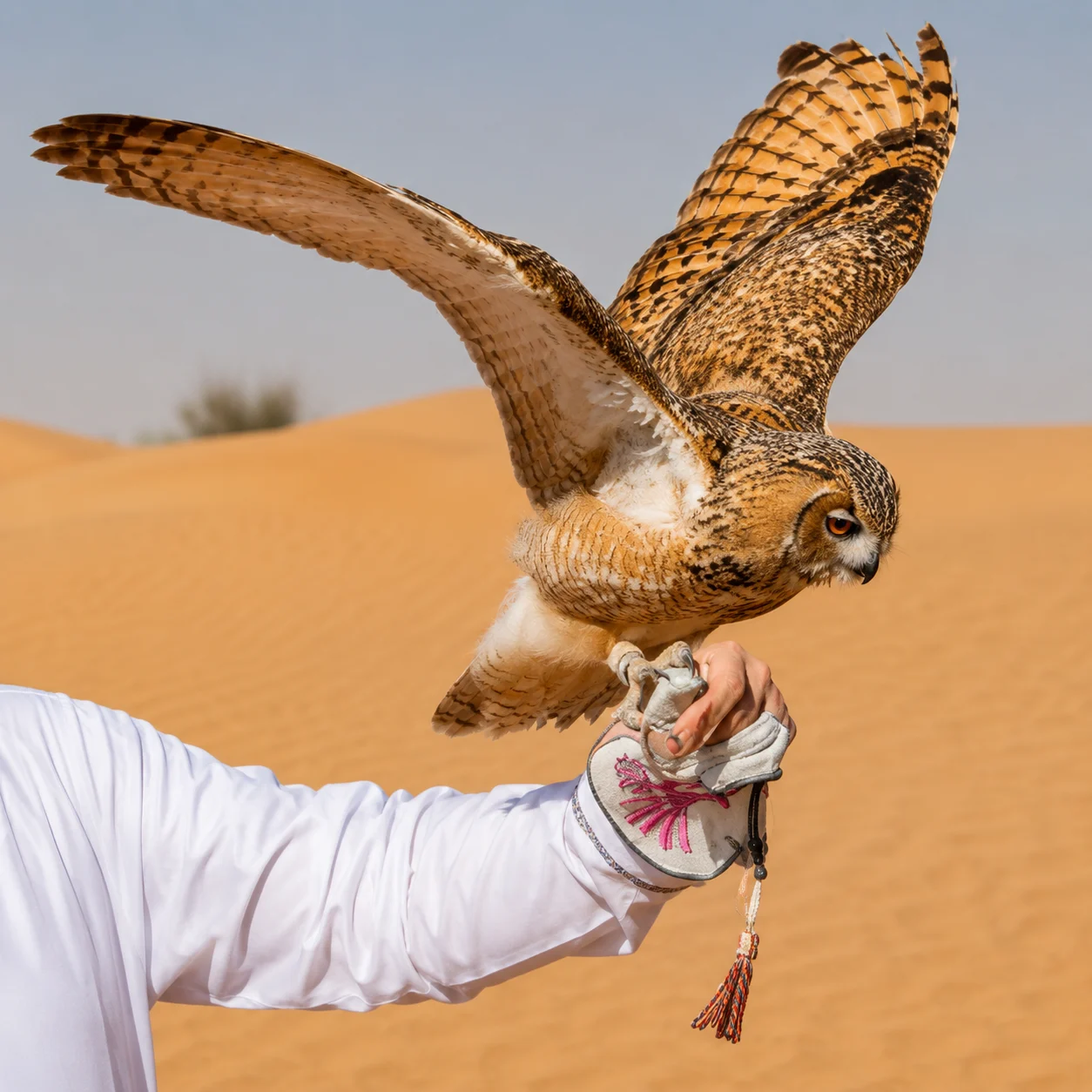 Falcon Experience Dubai Desert Safari 6